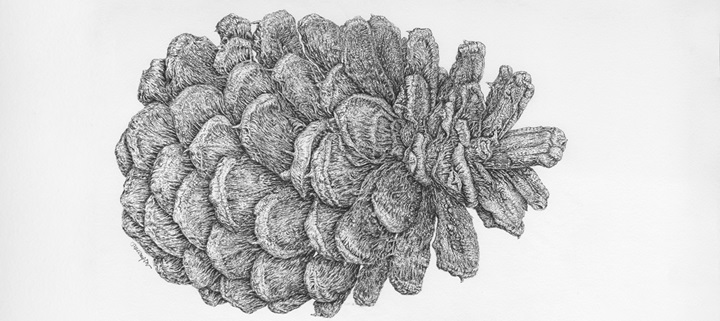 Pine cone