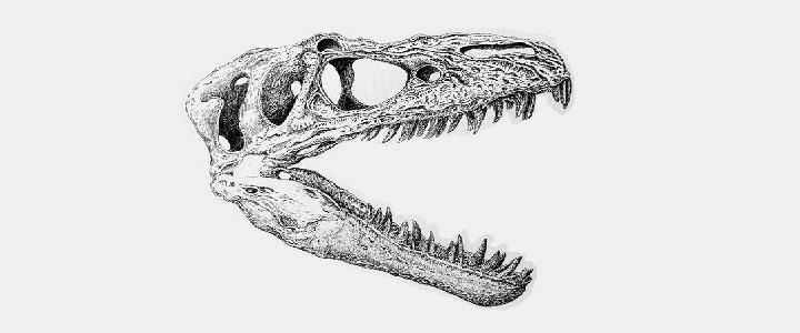 Dinosaur skull