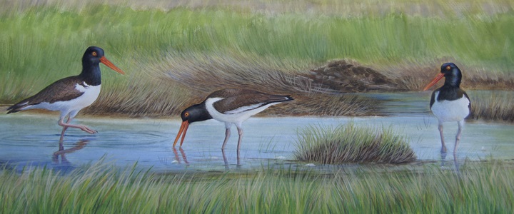 Wading oystercatchers