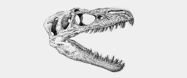 Dinosaur skull