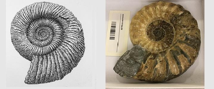 Ammonite Drawing and Specimen