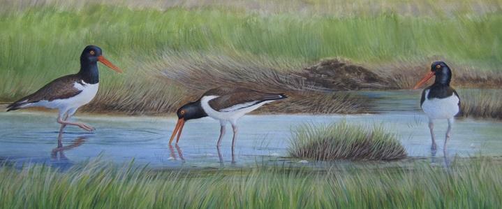 Wading oystercatchers