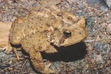 American toad