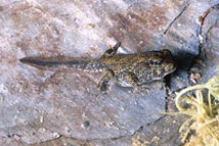 American toad