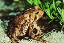 American toad