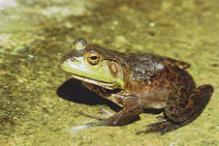 American Bullfrog