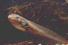 American Bullfrog