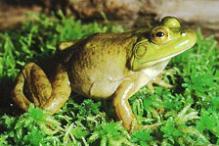 American Bullfrog