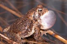 Fowler's Toad - Bufo fowleri