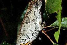 Gray Treefrog