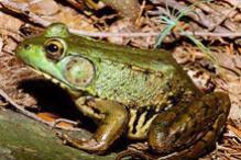 Green Frog