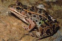 Northern Leopard Frog - Rana pipiens