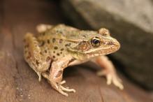 Atlantic Coast Leopard Frog