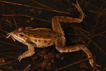 Atlantic Coast Leopard Frog