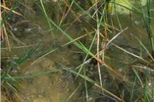 Spring Peeper - Pseudacris crucifer (eggs)