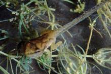 Spring Peeper - Pseudacris crucifer