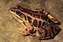 Pickerel Frog - Rana palustris