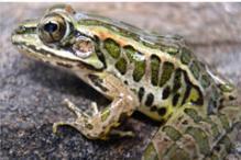 Pickerel Frog