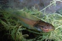 Wood Frog - Rana sylvatica