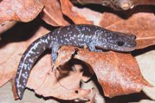 Blue-spotted Salamander - Ambystoma laterale