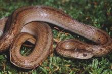 Northern Brown Snake - Storeria dekayi