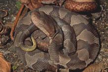 Northern Copperhead - Agkistrodon contortix mokasen