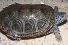 Northern Diamondback Terrapin - Malachlemys terrapin terrapin