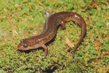 Northern Dusky Salamander - Desmognathus fuscus