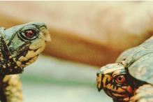 Eastern Box Turtle - Terrapene carolina carolina