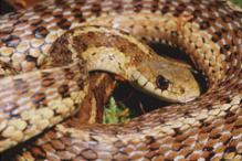 Eastern Garter Snake - Thamnophis sirtalis sirtalis