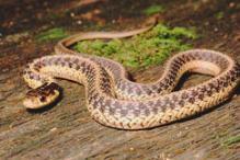 Eastern Garter Snake - Thamnophis sirtalis sirtalis