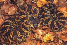 Eastern Hognose Snake - Heterodon platyrhinos