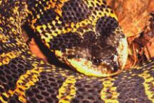 Eastern Hognose Snake - Heterodon platyrhinos