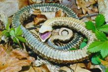 Eastern Hognose Snake - Heterodon platyrhinos