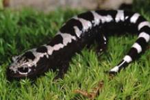 Marbled Salamander - Ambystoma opacum