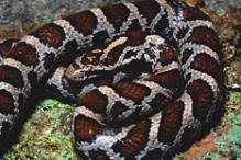 Eastern Milk Snake - Lampropeltis triangul