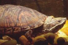 Common Musk Turtle - Sternotherus odoratus