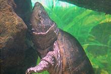 Common Musk Turtle - Sternotherus odoratus