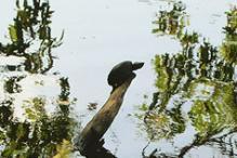 Common Musk Turtle - Sternotherus odoratus