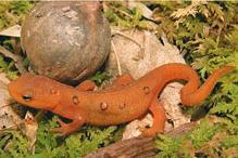 Red-spotted Newt - Notopthalmus viridescens