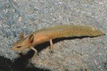 Red-spotted Newt - Notopthalmus viridescens