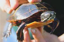 Eastern Painted Turtle - Chrysemys picta marginata