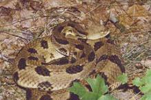 Timber Rattlesnake - Crotalus horridus