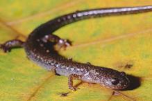 Red-backed Salamander - Plethodon cinereus