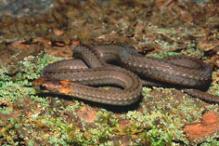 Northern Redbelly Snake - Storeria occipitomaculata occipitomaculata