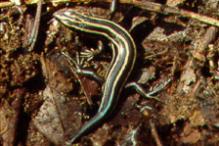 Five-lined Skink - Plestiodon fasciatus