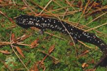 Slimy Salamander - Plethodon glutinosus