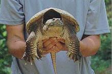 Common Snapping Turtle - Chelydra serpentina