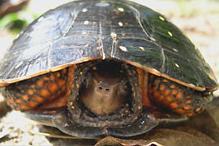 Spotted Turtle - Clemmys guttata