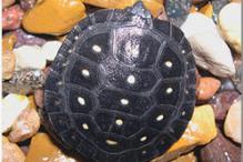 Spotted Turtle - Clemmys guttata